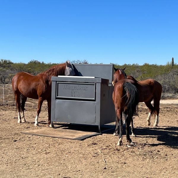 Image showcasing The Science Behind The HayBox Horse Feeder - AUTOMATIC HORSE FEEDERS